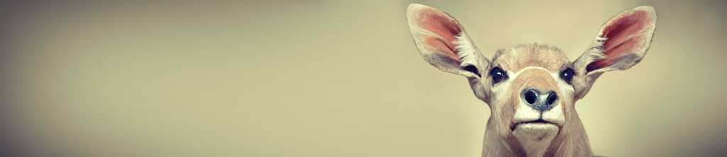 slider-web-kudu6